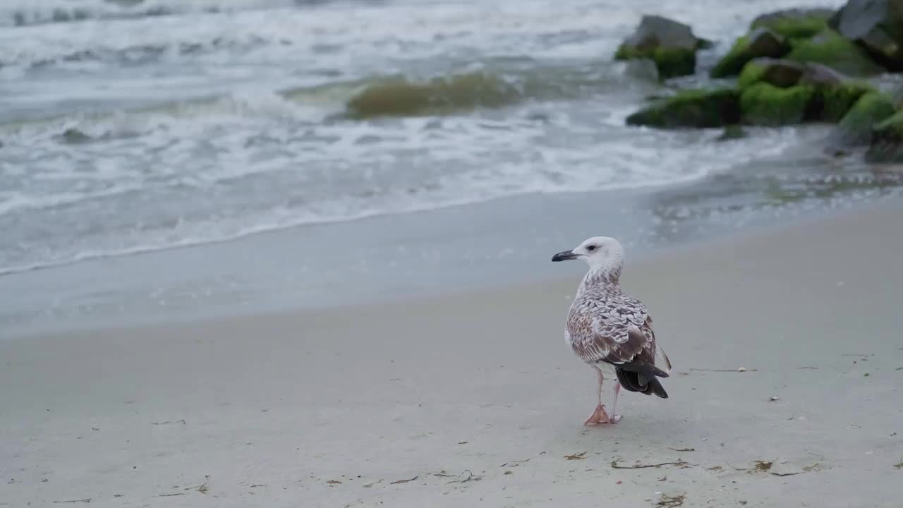 海鸥站在潮湿的沙滩上，浪花的背景视频素材