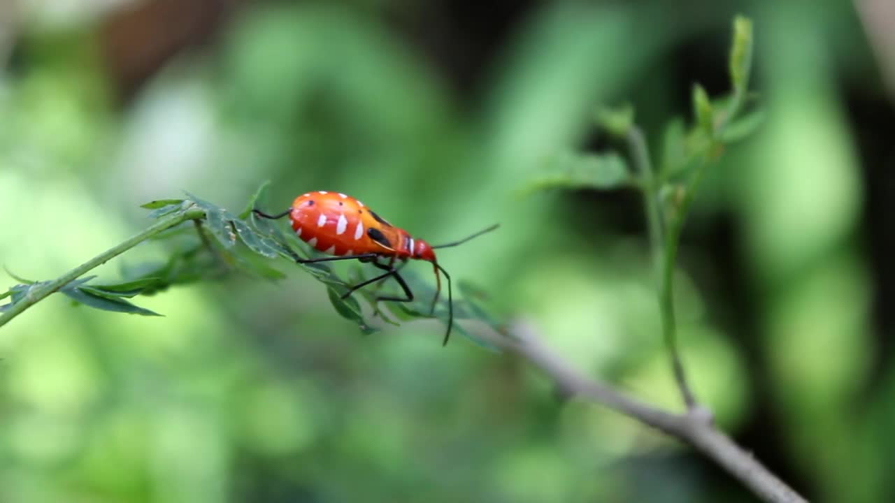 昆虫视频下载