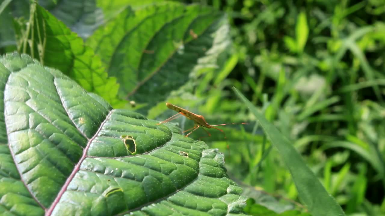 昆虫视频下载