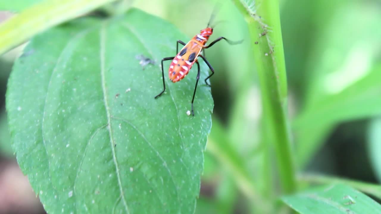 昆虫视频下载