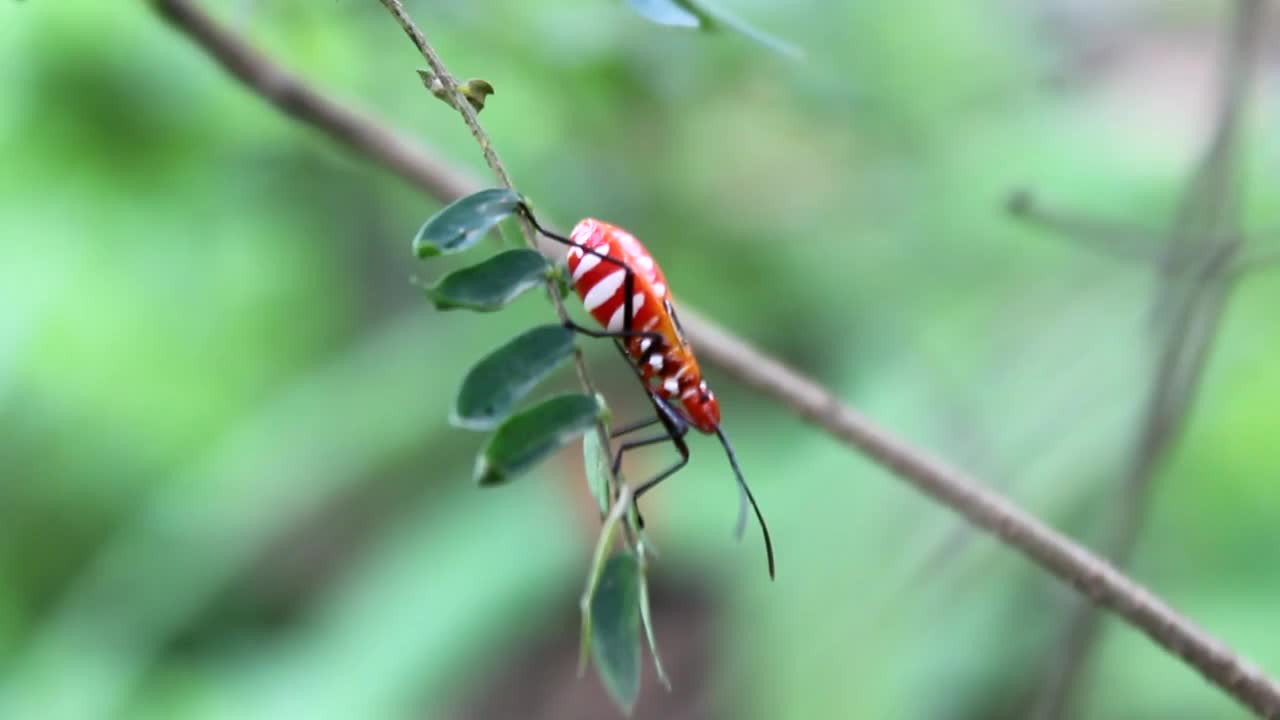 昆虫视频素材