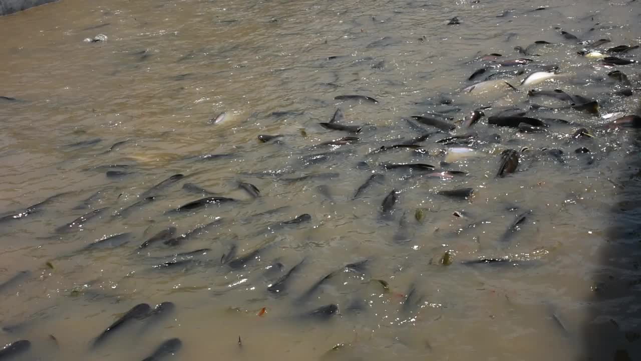 泰国湄南河的彩虹鲨和淡水鱼吃食物视频素材