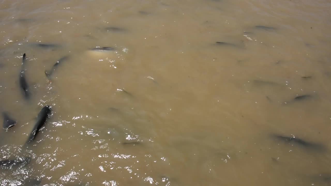 泰国湄南河的彩虹鲨和淡水鱼吃食物视频素材