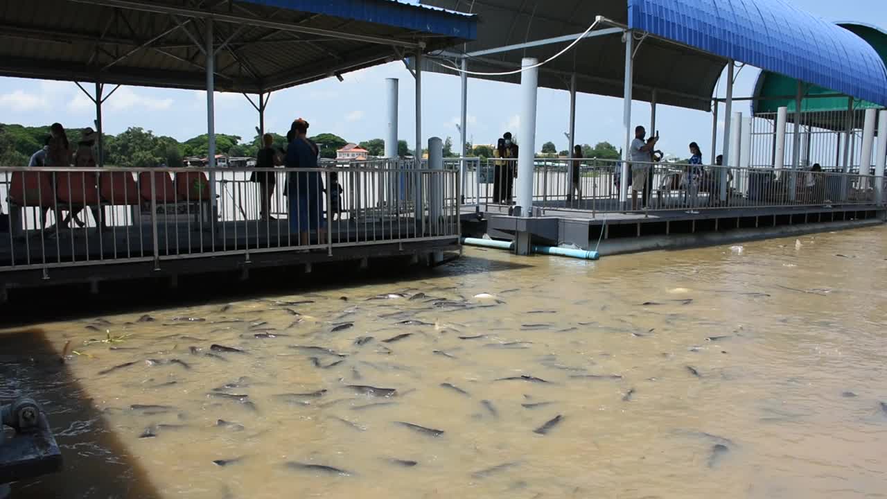 虹鲨和鲶鱼在湄南河食用淡水鱼视频素材