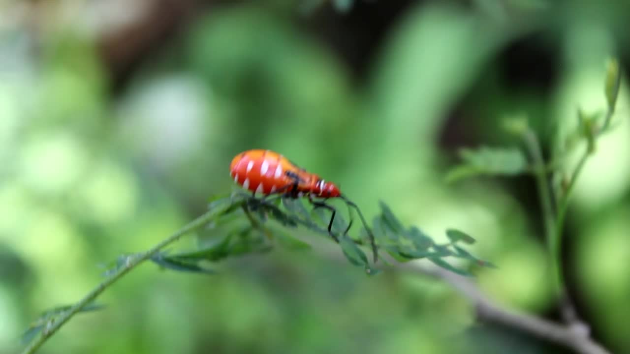 昆虫视频素材