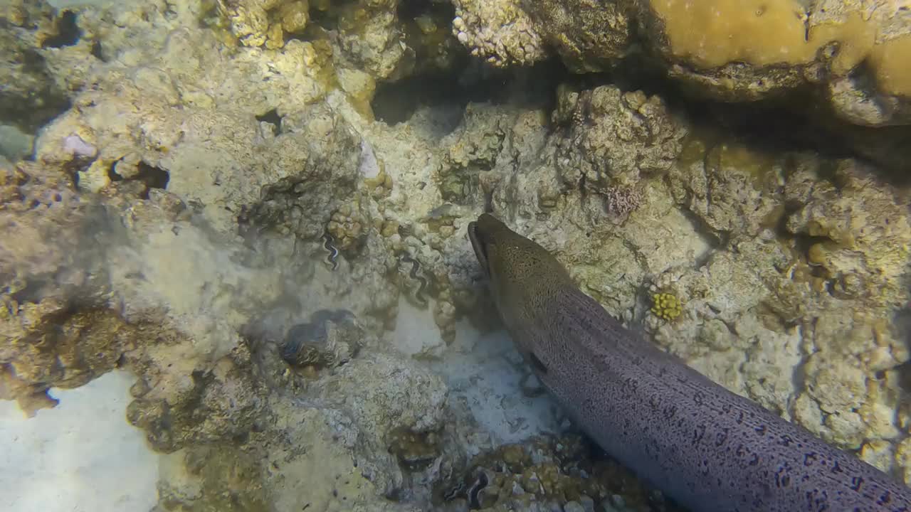 清晨的阳光下，海鳗在浅水区的珊瑚礁上游动。巨型海鳗(Gymnothorax javanicus) 4k -60帧视频素材