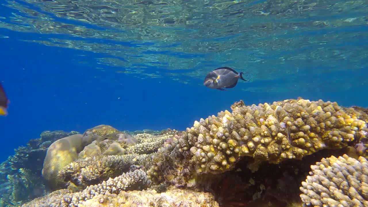 一群外科医生鱼在阳光下游过珊瑚礁。红海小丑外科医生(Acanthurus sohal)。4 k-60fps视频素材