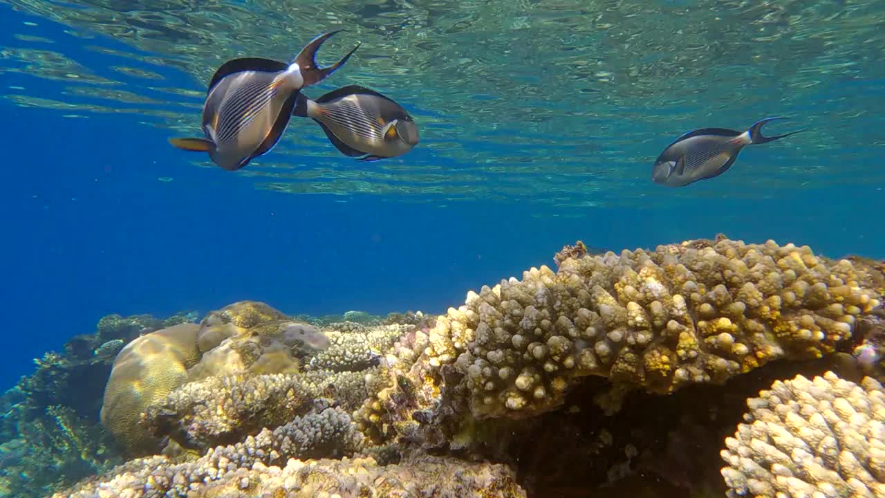 一群外科医生鱼在阳光下游过珊瑚礁。红海小丑外科医生(Acanthurus sohal)。4 k-60fps视频素材