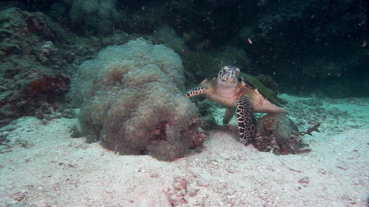 在印度洋海底游泳的玳瑁海龟视频素材