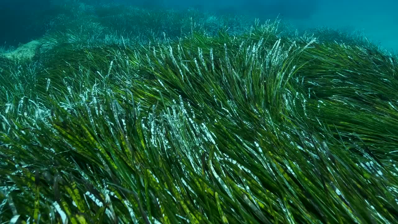 浓密的绿色海生草Posidonia的特写。慢动作，俯视图在绿色海草地中海绦草或海王星草(Posidonia)。地中海、塞浦路斯视频素材