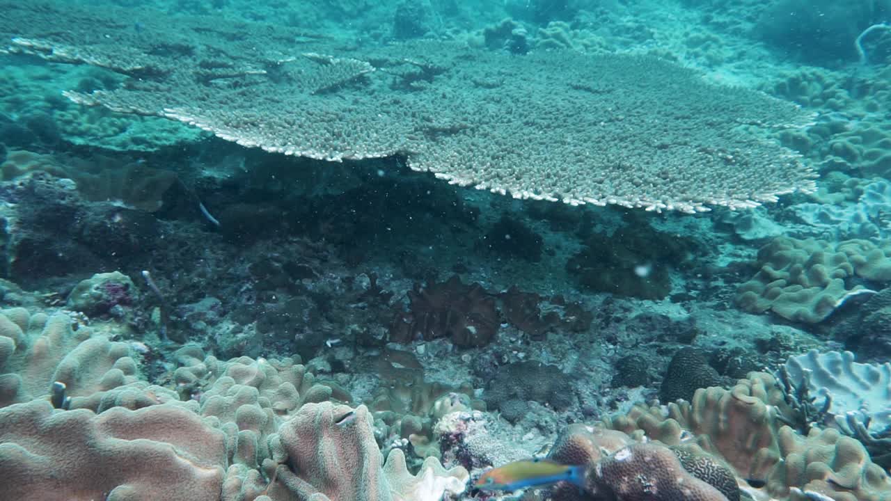 大型桌珊瑚泰国安达曼海视频素材