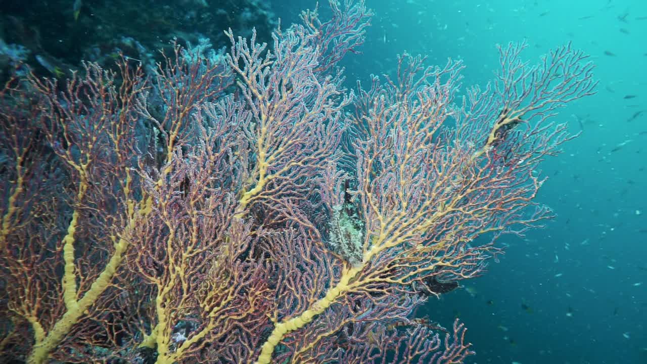 红柳珊瑚海扇珊瑚生长在泰国水下海堤视频素材