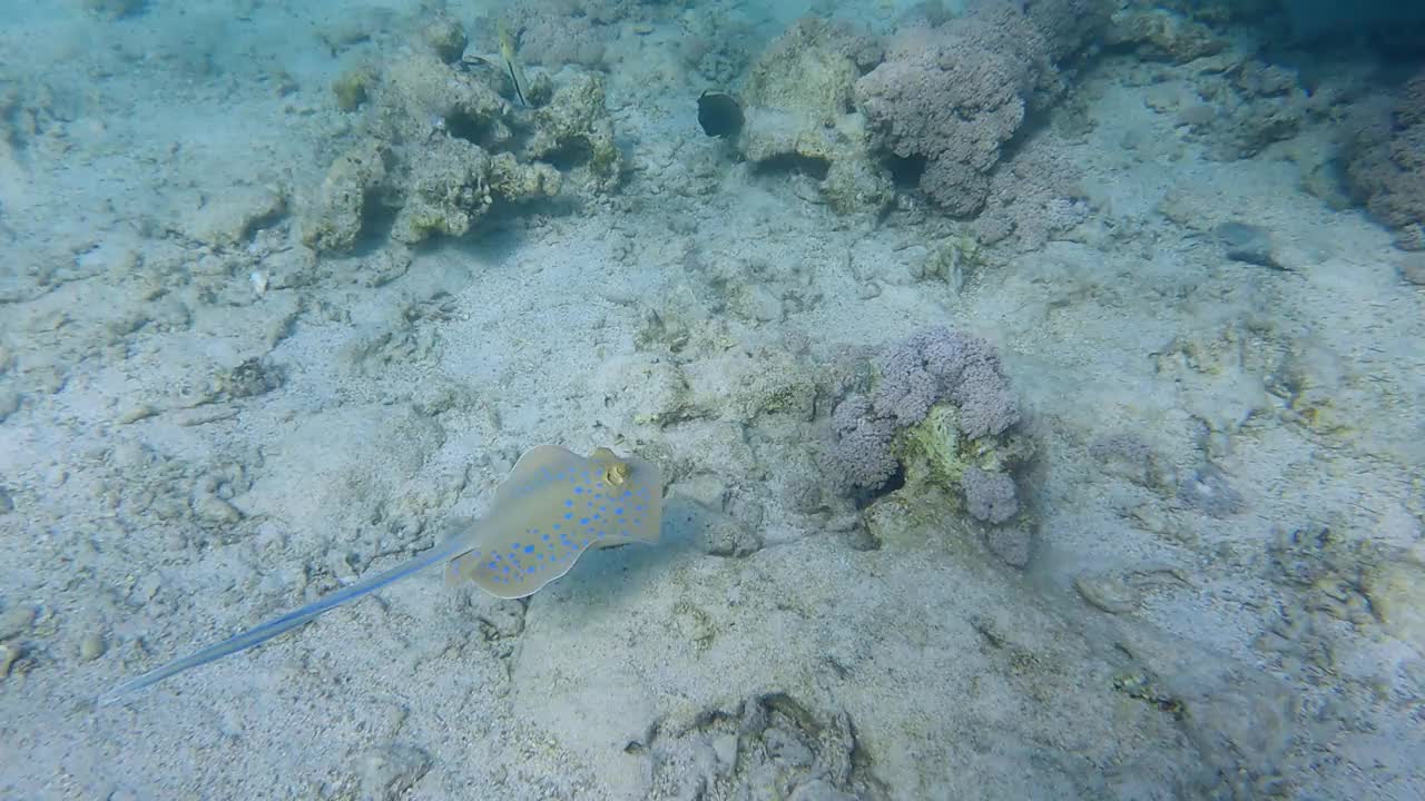 黄貂鱼游过珊瑚礁。蓝斑黄貂鱼和长棘海胆。4 k-60fps视频素材