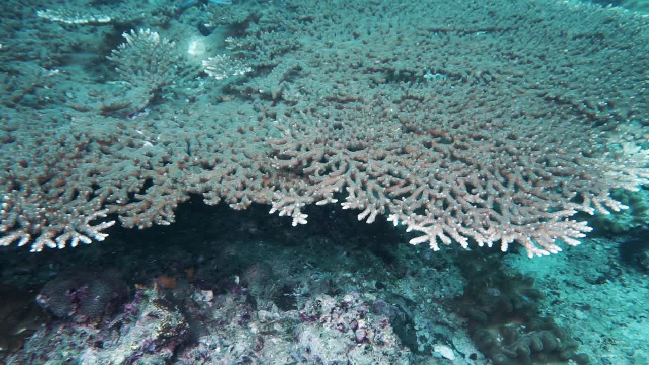 复杂的表珊瑚科哈安达曼海泰国视频素材