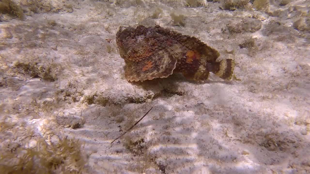 在阳光下，石鱼在海藻中缓慢地游过沙质海床。礁石鱼(疣石鱼)。(4 k-60fps)视频素材