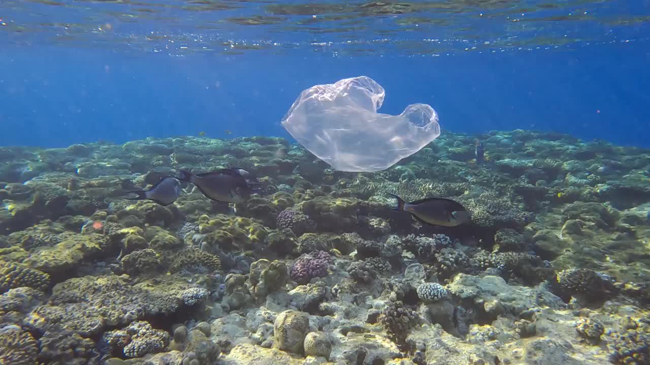 废弃的白色塑料袋漂浮在珊瑚礁上，在清晨的阳光下，在红海小丑外科医生(Acanthurus sohal)的背景游泳学校。海洋塑料污染(4K-60fps)视频素材