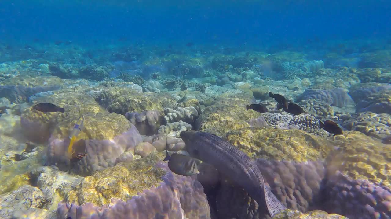 清晨的阳光下，海鳗在浅水区的珊瑚礁上游动。巨型海鳗(Gymnothorax javanicus) 4k -60帧视频素材