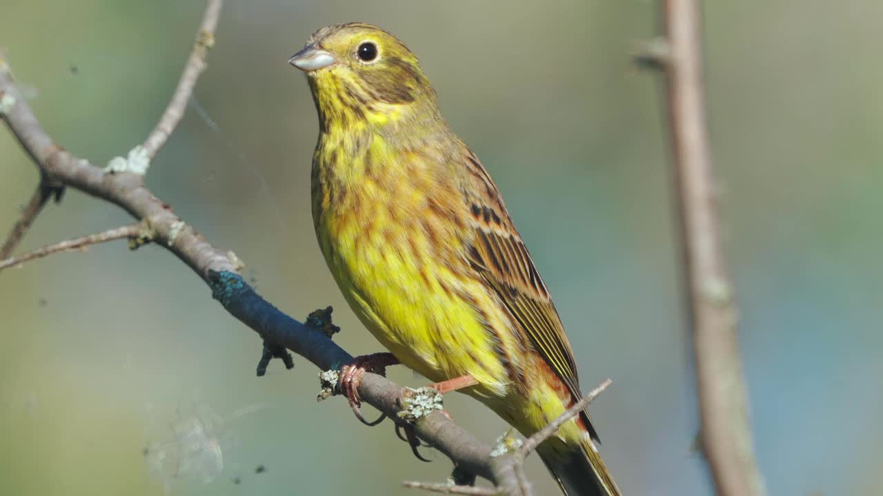 鸟-黄锤头(Emberiza citrinella)雄鸟，坐在灌木的树枝上，在阳光明媚的夏夜休息。视频素材