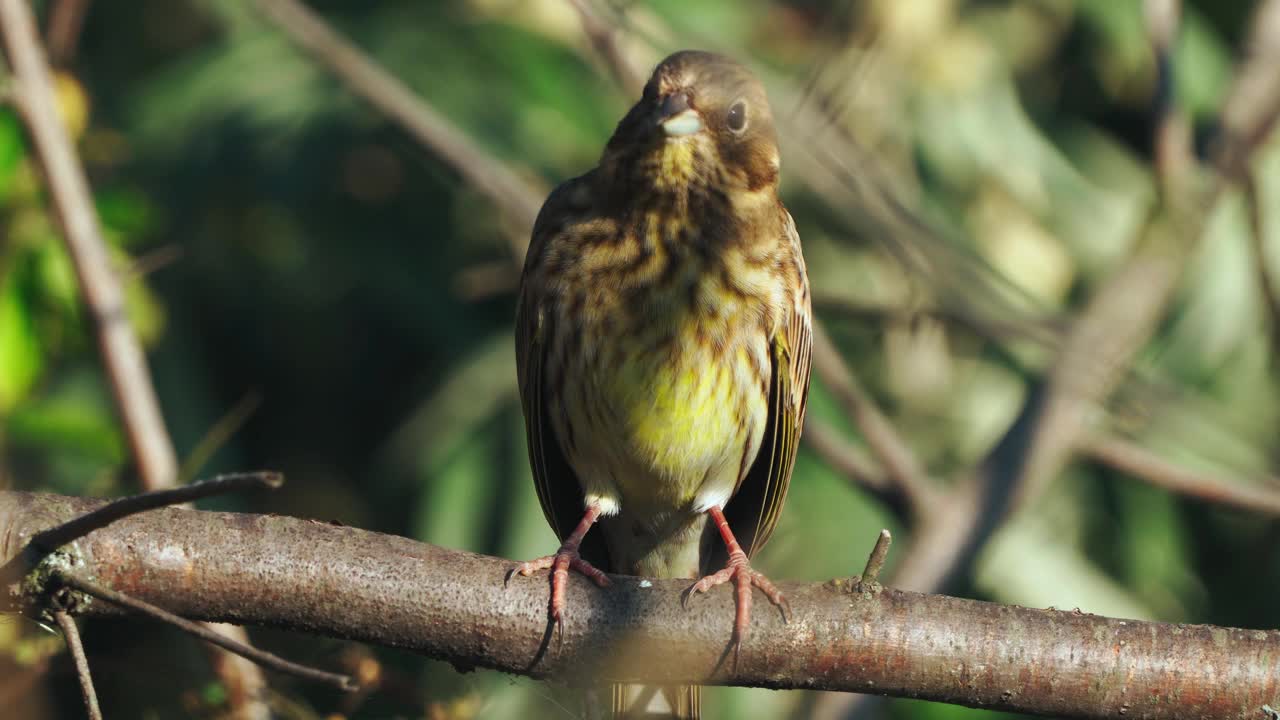 鸟-黄锤头(Emberiza citrinella)雄鸟，坐在灌木的树枝上，在阳光明媚的夏夜休息。视频素材