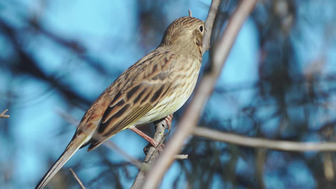 鸟-黄锤头(Emberiza citrinella)雌鸟坐在灌木的树枝上，在阳光明媚的夏夜休息。视频素材