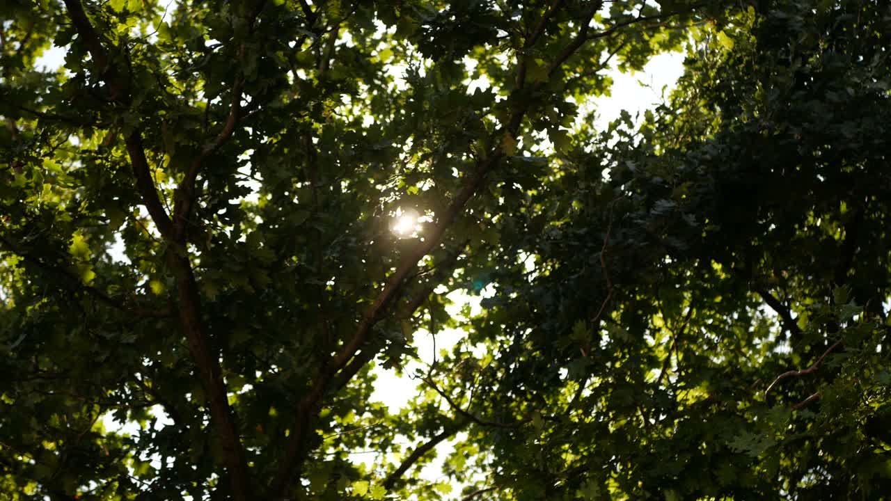 阳光明媚的夏日，阳光透过绿叶映入眼帘。视频素材