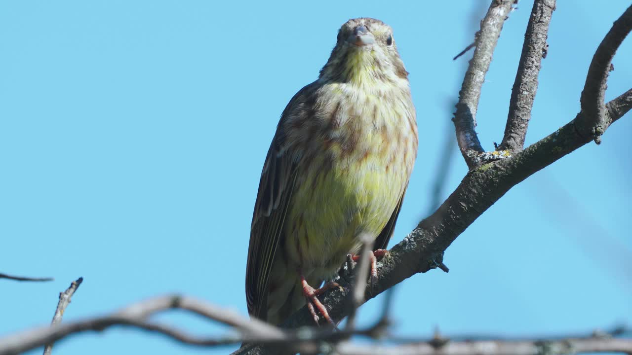 鸟-黄锤头(Emberiza citrinella)雄鸟，坐在灌木的树枝上，在阳光明媚的夏夜休息。视频素材