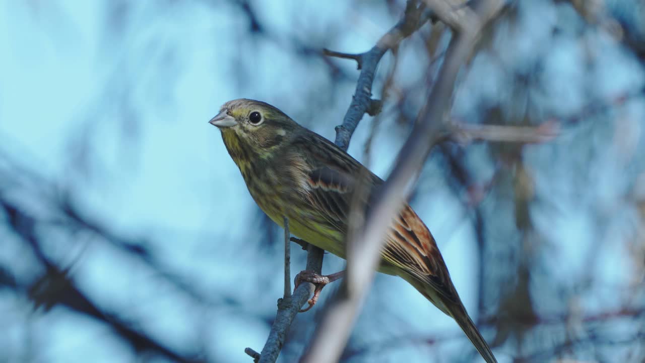 鸟-黄锤头(Emberiza citrinella)雄鸟，坐在灌木的树枝上，在阳光明媚的夏夜休息。视频素材