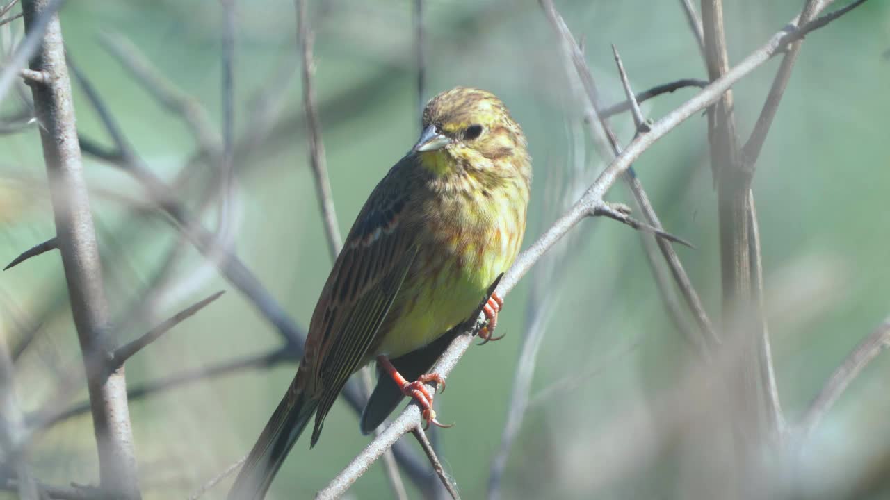 鸟-黄锤头(Emberiza citrinella)雄鸟，坐在灌木的树枝上，在阳光明媚的夏夜休息。视频素材