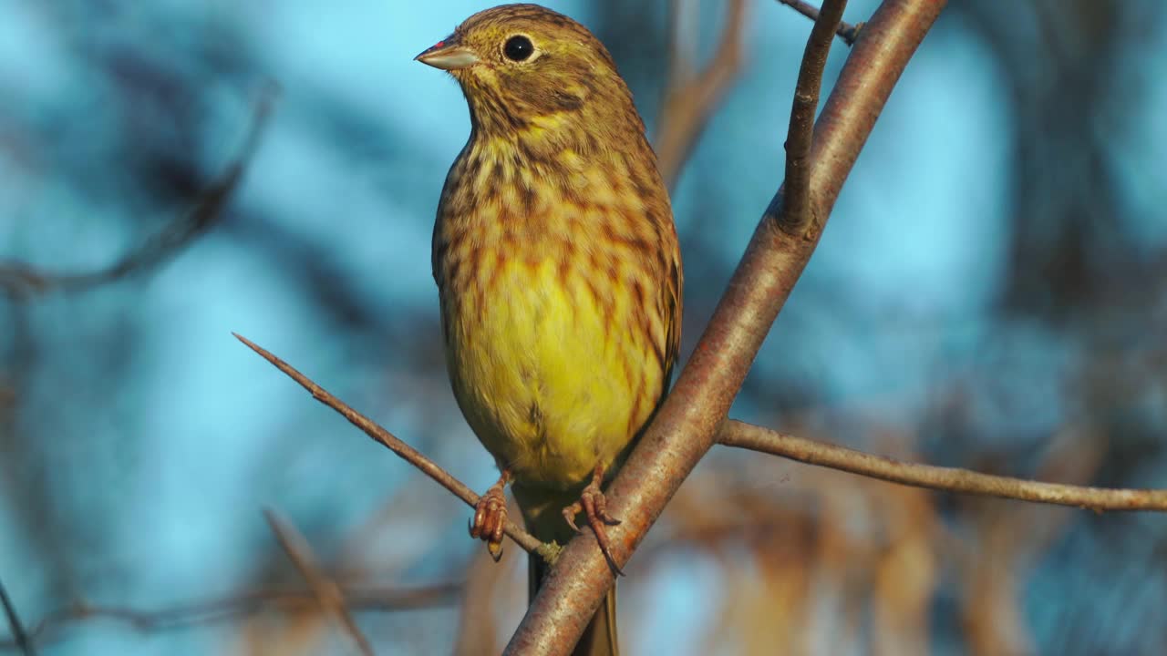 鸟-黄锤头(Emberiza citrinella)雄鸟，坐在灌木的树枝上，在阳光明媚的夏夜休息。视频素材