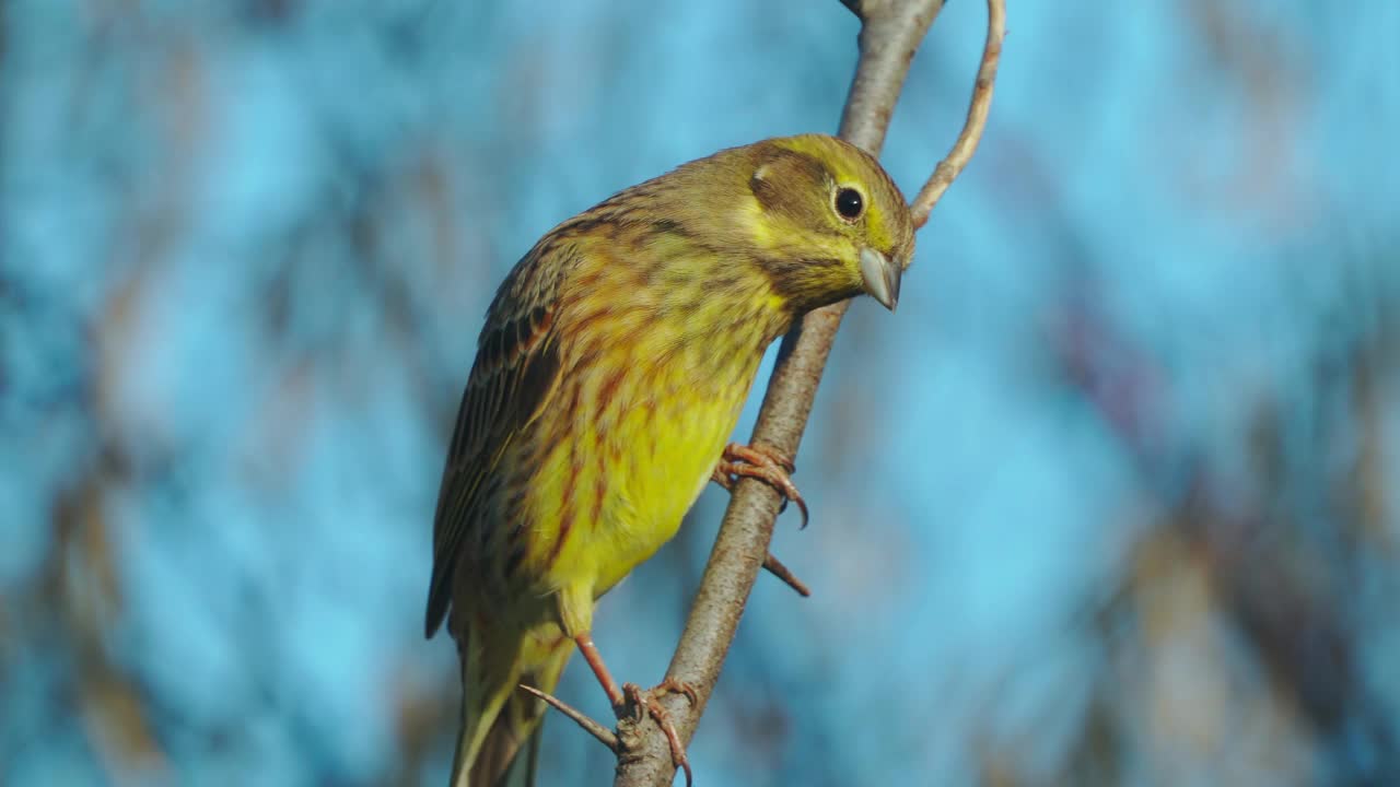 鸟-黄锤头(Emberiza citrinella)雄鸟，坐在灌木的树枝上，在阳光明媚的夏夜休息。视频素材