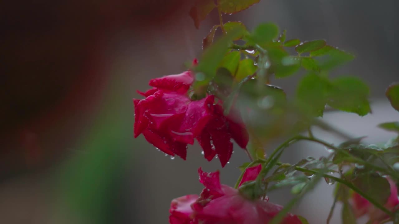 花园中玫瑰在雨中的特写镜头。情人节的背景。露丝在雨中淋湿了视频素材