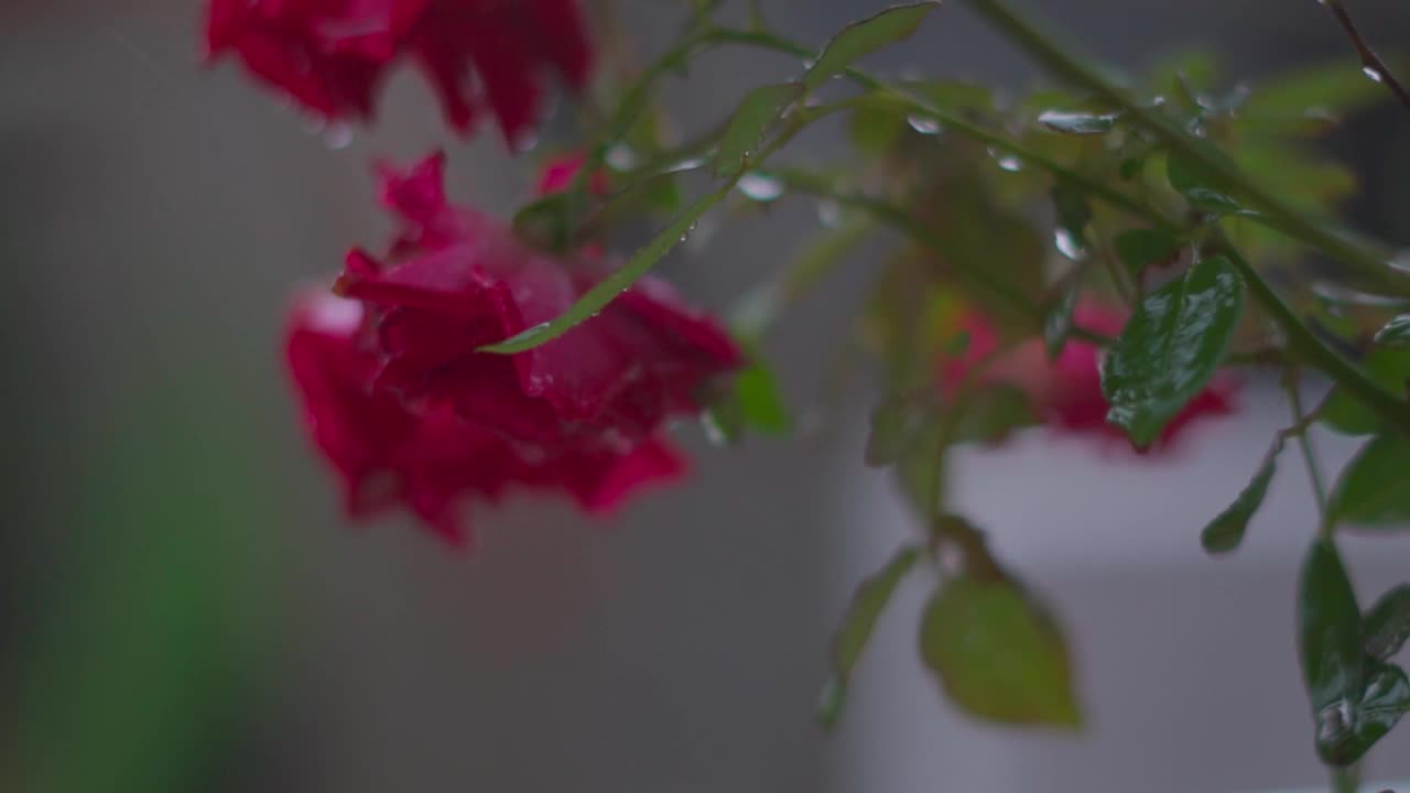 花园中玫瑰在雨中的特写镜头。情人节的背景。露丝在雨中淋湿了视频素材