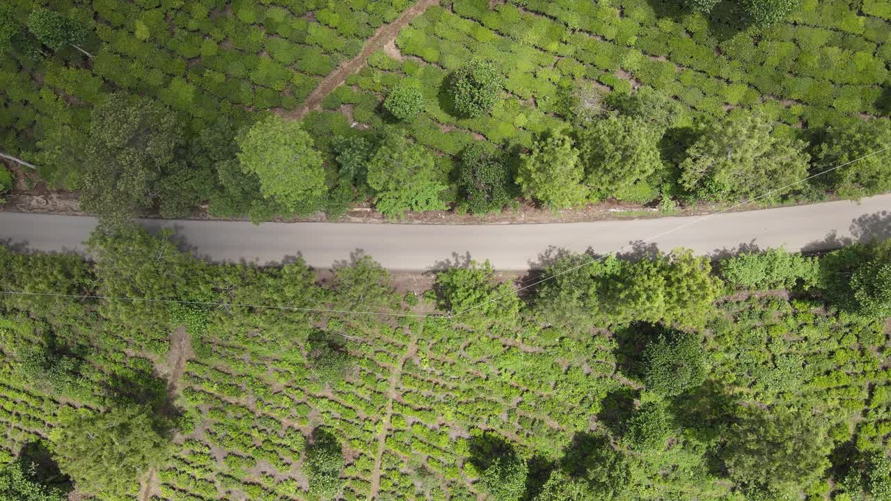 鸟瞰茶园。俯瞰新鲜绿茶梯田农场。视频素材