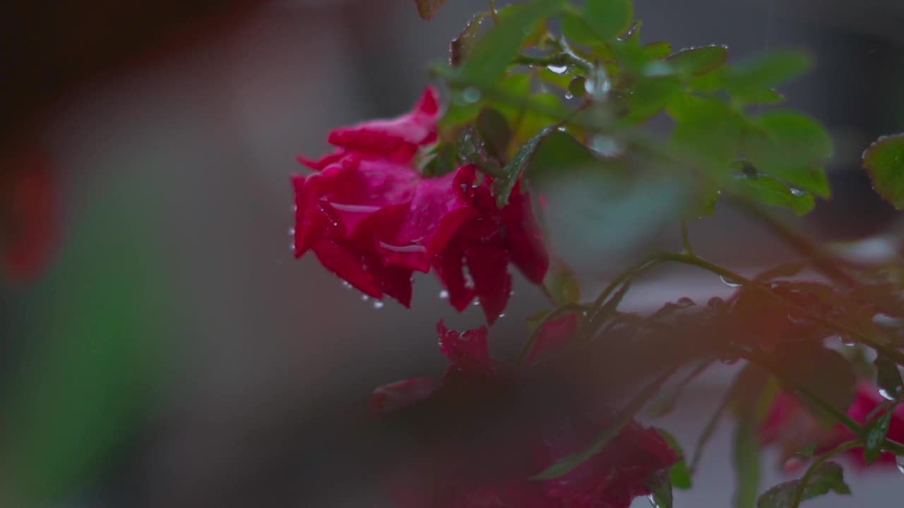 花园中玫瑰在雨中的特写镜头。情人节的背景。露丝在雨中淋湿了视频素材