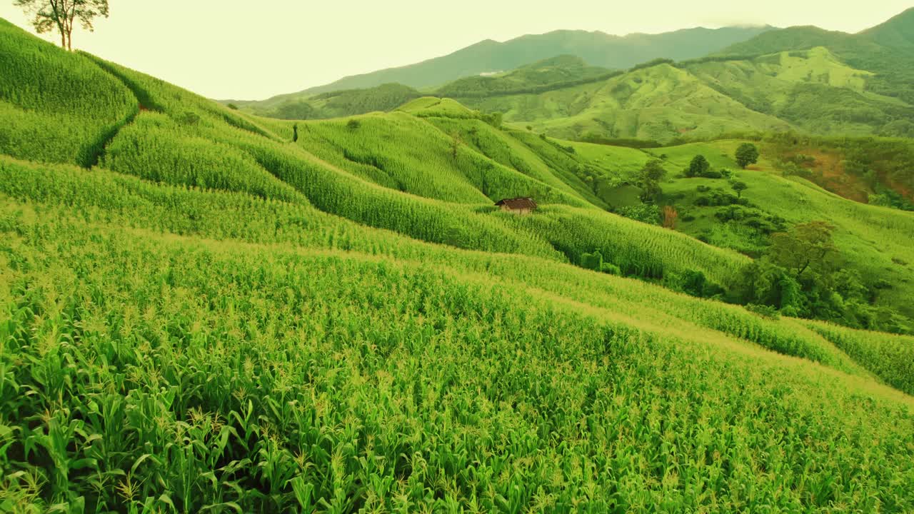 鸟瞰无人机拍摄的流动的雾波在山区热带雨林在晚上，鸟瞰图像在云上惊人的自然背景与云和山峰。视频素材