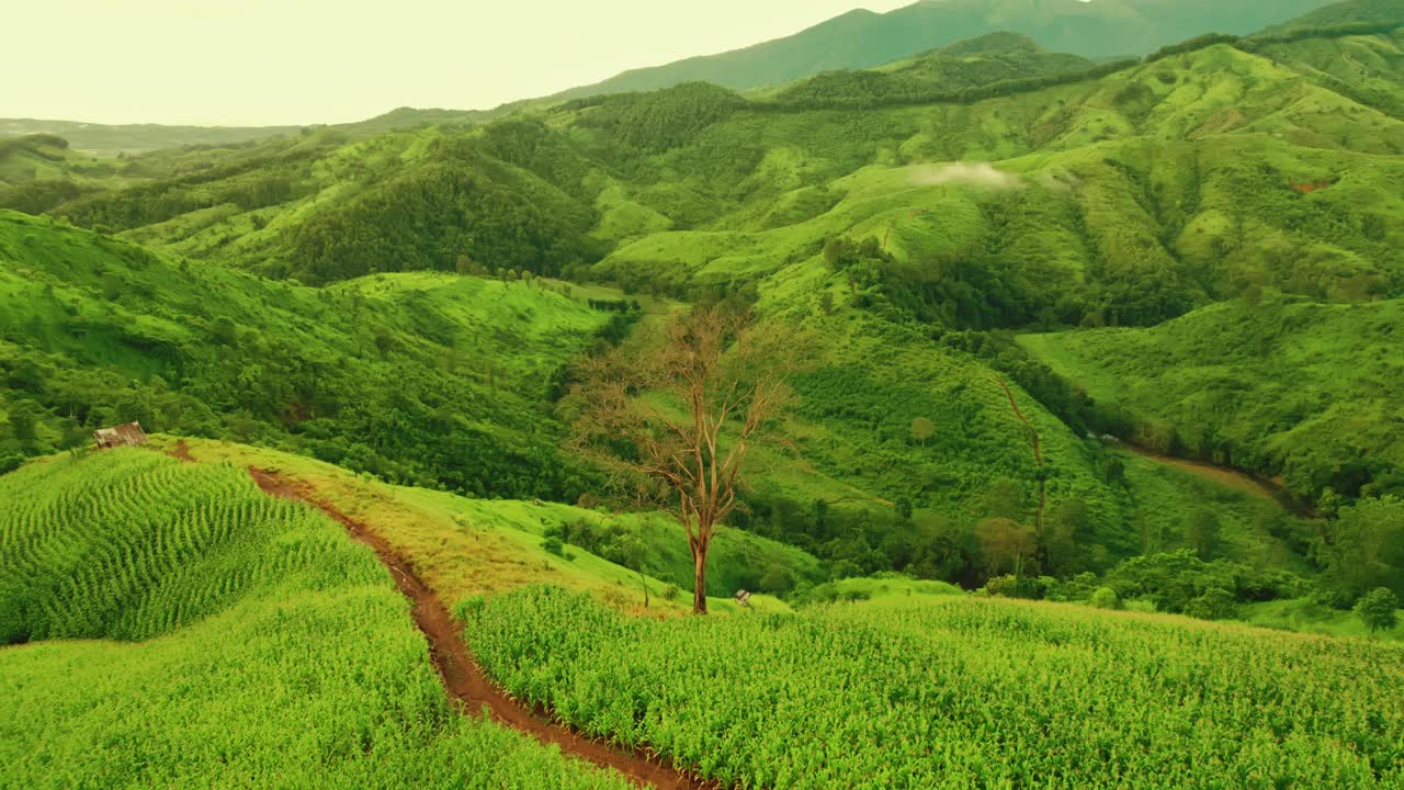 鸟瞰无人机拍摄的流动的雾波在山区热带雨林在晚上，鸟瞰图像在云上惊人的自然背景与云和山峰。视频素材