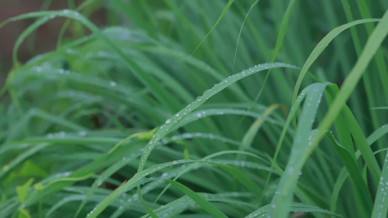 绿草和晨露视频素材