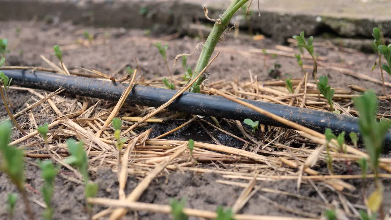 植物的滴灌。水滴到农场使用的滴灌系统上，一滴一滴地节约用水视频素材