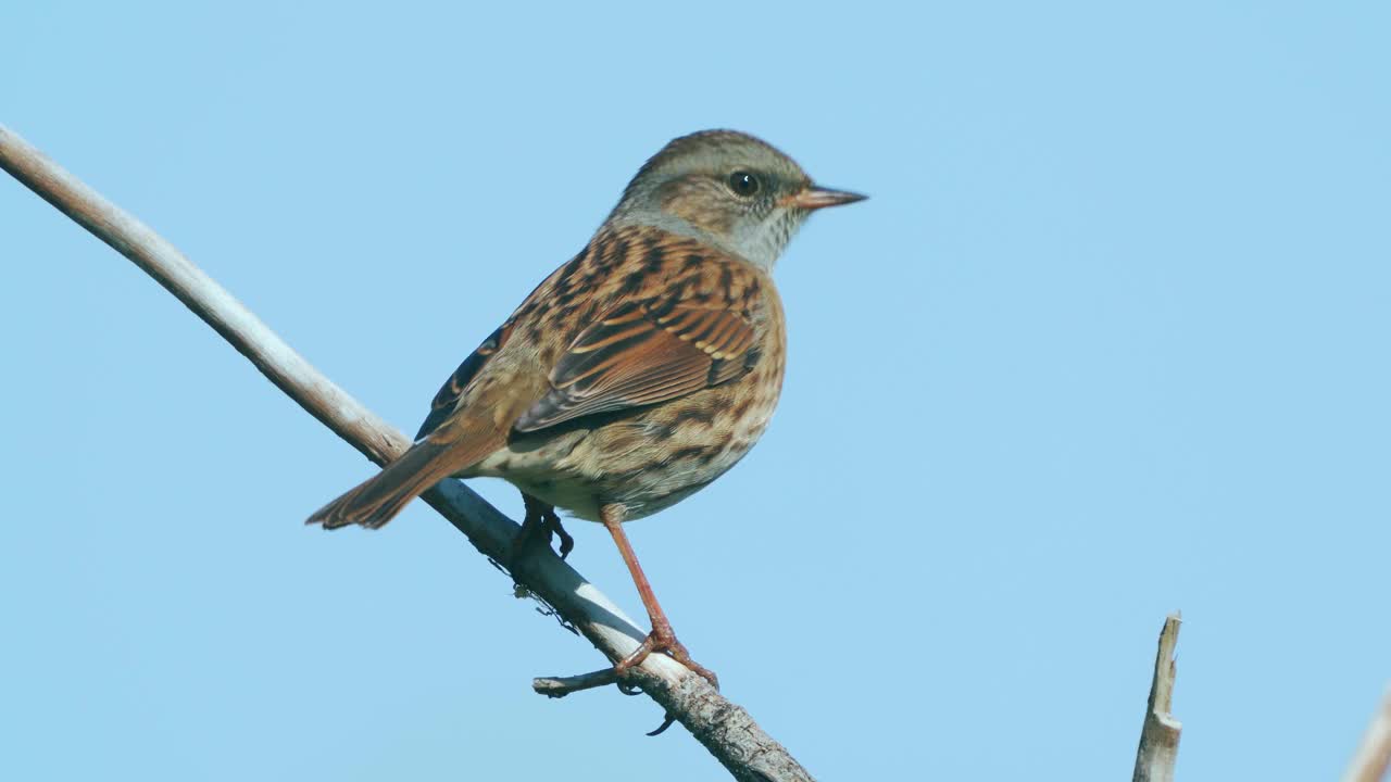 在一个寒冷阳光明媚的秋日，鸟- Dunnock(夏枯草)坐在树枝上。视频素材