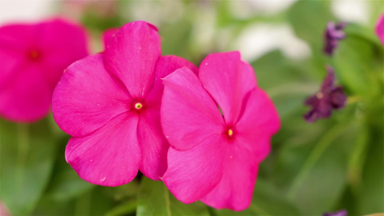 Catharanthus roseus, Vinca rosea, Ammocallis rosea, Lochnera rosea，通用名Vinca from Madagascar, old maid flower视频素材