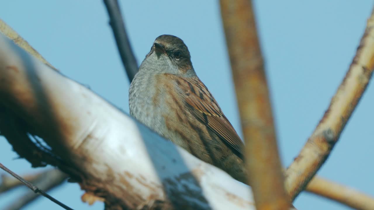 在一个寒冷阳光明媚的秋日，鸟- Dunnock(夏枯草)坐在树枝上。视频素材