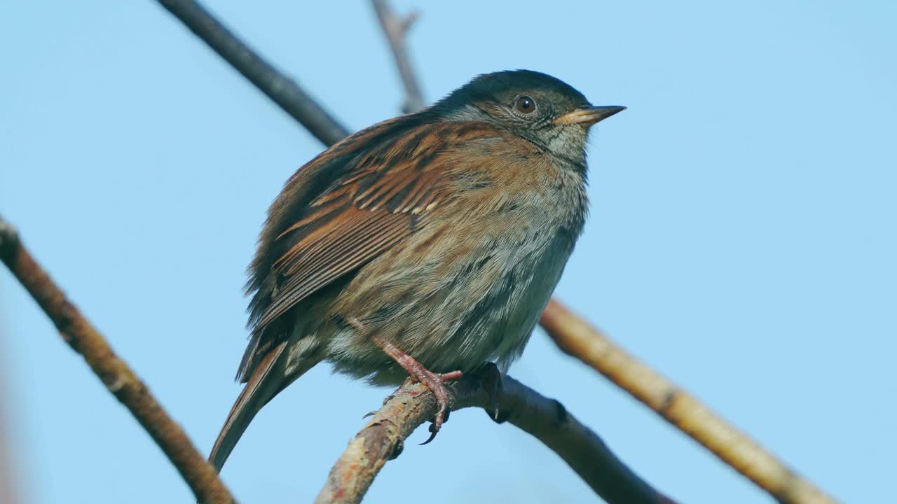 在一个寒冷阳光明媚的秋日，鸟- Dunnock(夏枯草)坐在树枝上。视频素材