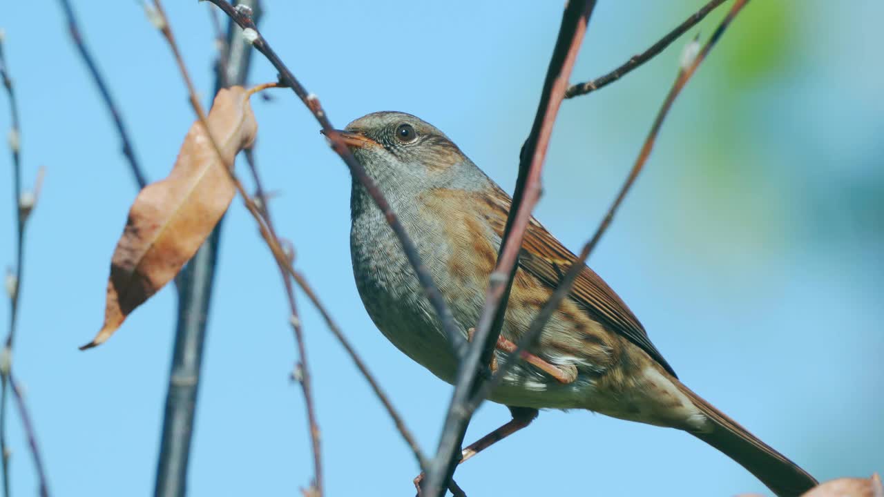 在一个寒冷阳光明媚的秋日，鸟- Dunnock(夏枯草)坐在树枝上。视频素材