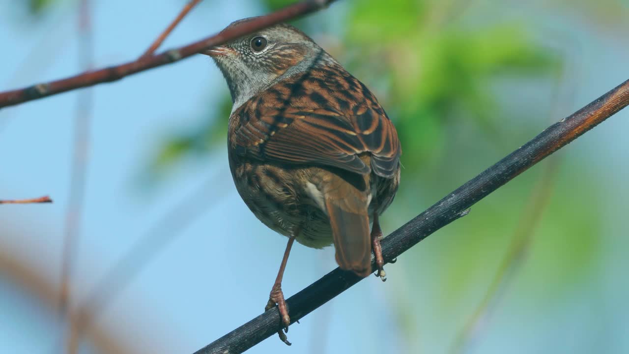 在一个寒冷阳光明媚的秋日，鸟- Dunnock(夏枯草)坐在树枝上。视频素材