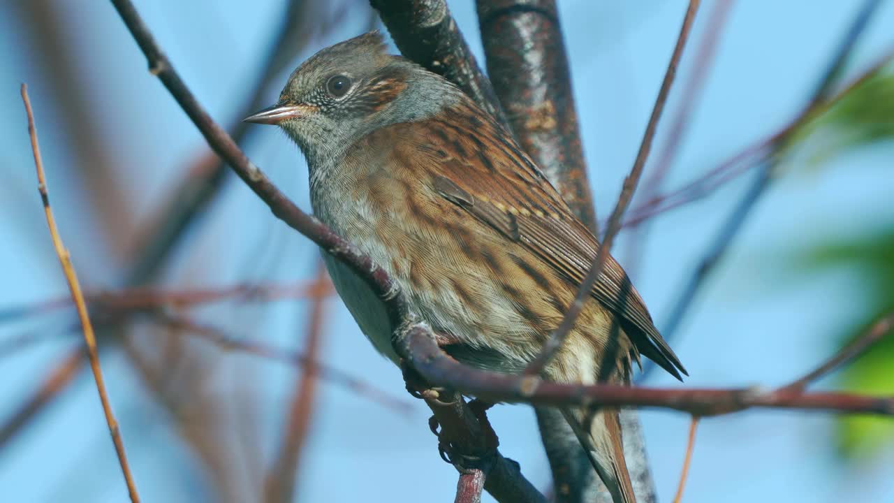 在一个寒冷阳光明媚的秋日，鸟- Dunnock(夏枯草)坐在树枝上。视频素材