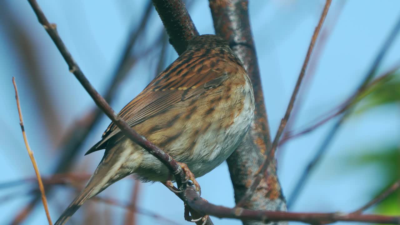 在一个寒冷阳光明媚的秋日，鸟- Dunnock(夏枯草)坐在树枝上。视频素材