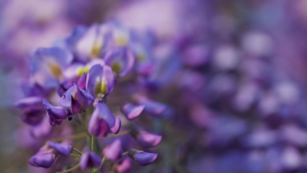 紫藤花视频素材