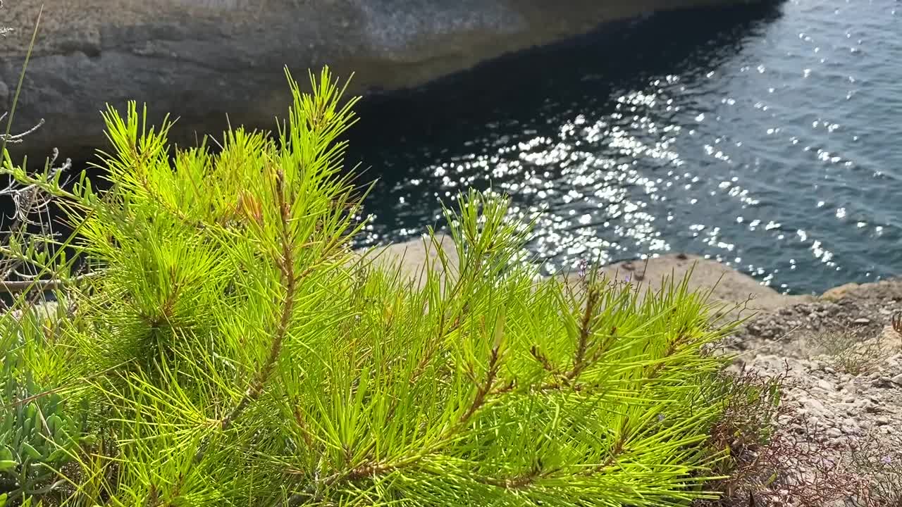 阳光明媚的夏日，地中海沿岸针叶林中的松树。郁郁葱葱的松树的树枝。常绿的松树和冷杉。美丽的针叶树在茂密的树林在海边。森林里田园诗般的夏日视频素材