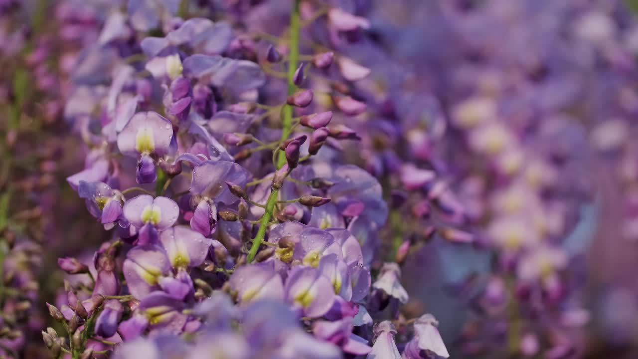 紫藤花滴视频素材