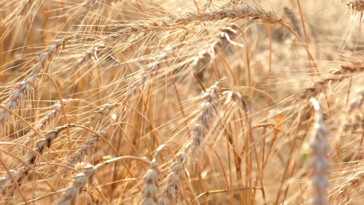 夕阳下金色成熟的麦穗随风在夏天的田野里移动视频素材